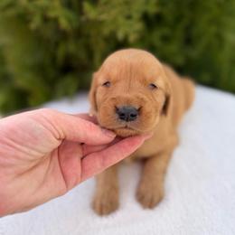 Yellow Boy - Dark golden male Golden Retriever puppy in Utah from Deseret Peak Goldens