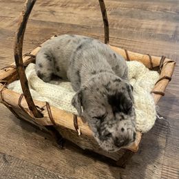 Great Dane Puppies from Andrea Aldrich's Great Danes