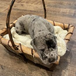 Great Dane Puppies from Andrea Aldrich's Great Danes
