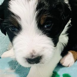 Girl 1 - Black Australian Shepherd puppy in New York from Breezy Woods Aussies