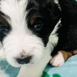 Girl 1 - Black Australian Shepherd puppy in New York from Breezy Woods Aussies