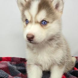 Fire cracker blue eyes - Red and white male Siberian Husky puppy in Kansas City, Missouri from Anuun's Huskies