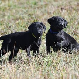 Labrador Retrievers from Ardentt Retrievers