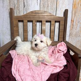 Sadie - Wheaten female Miniature Schnauzer puppy in Macks Creek, Missouri from Fluffy Buttz