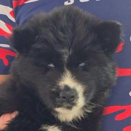 Magnolia - Black female Siberian Husky puppy in East Tawas, Michigan from BurnsBerg's Woolies