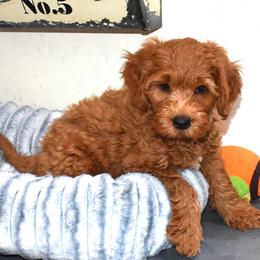 Honey - Red  female Goldendoodle puppy in Jasper, Indiana from Hilltop Pups LLC