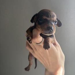 Hermes - Red male Dachshund puppy in Conroe, Texas from R&M Dachshunds
