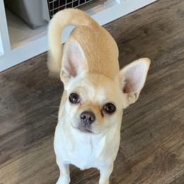 Sia - Chihuahua