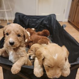 Goldendoodle Puppies from Bowman Puppies of the House Doodle
