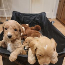 Goldendoodle Puppies from Bowman Puppies of the House Doodle