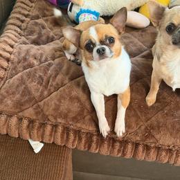 Beavis - Chihuahua