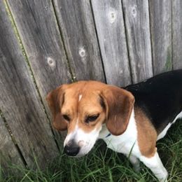 Beagles from Bixby Beagles