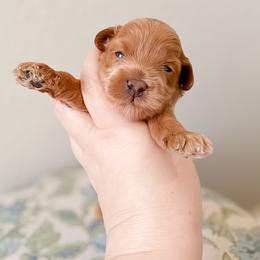 Chip - Red  male Goldendoodle puppy in Garden Grove, California from Sunkissed Doodles