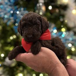 Zeus - Brown male Poodle puppy in Spring, Texas from Sterling Star Doodles