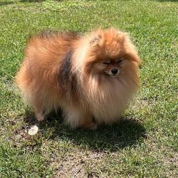 Bentley - Orange sable male Pomeranian puppy in Oklahoma City, Oklahoma from Meek's Poms