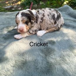 Cricket - Chocolate merle female Bernedoodle puppy in New Ringgold, Pennsylvania from Hawk Mountain Doodles
