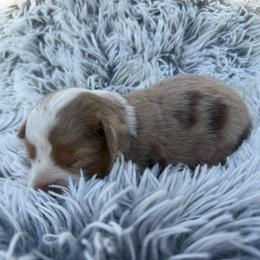 Tito - Red merle male Toy Australian Shepherd puppy in Ambrose, Georgia from Brandilyn's Aussies