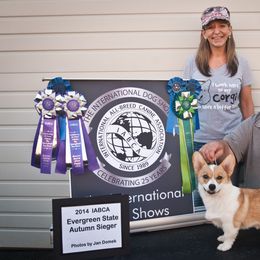 Twister  - Pembroke Welsh Corgi