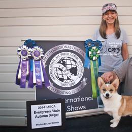 Twister  - Pembroke Welsh Corgi