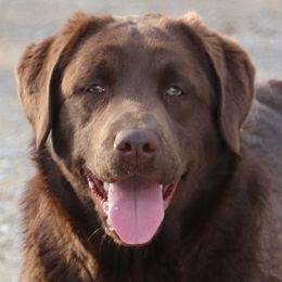 Piper - Labrador Retriever