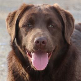 Piper - Labrador Retriever