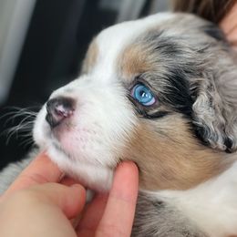 Spot - Blue merle male Miniature Australian Shepherd puppy in Burnet, Texas from Bluebonnet Mini Aussies