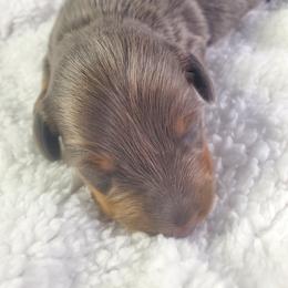 Dalilah - Blue and tan female Dachshund puppy in Mountain Grove, Missouri from Callaway Country Dachshunds
