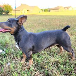 Letty - Teddy Roosevelt Terrier
