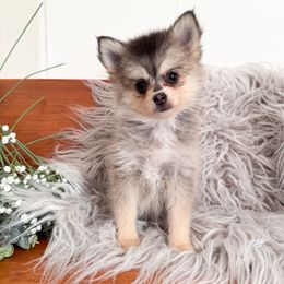 Ash - Gray and white male Pomsky puppy in La Verne, California from Red Cedar Pomskies