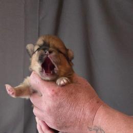 Boy 2 - Chocolate merle male Pomeranian puppy in Maplefalls, Washington from Snow peak poms