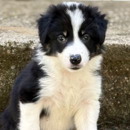 Chowda - Black and white female Border Collie puppy in Coventry, Rhode Island from Michelle's Border Collies