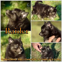 Raider Black Wolf Color - Wolf sable male Pomsky puppy in Perkins, Oklahoma from A-Dream Pomsky Kennel