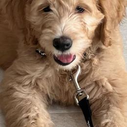 Goldendoodles from Daviegoldendoodles