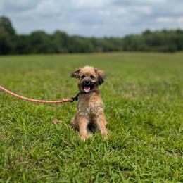 Rigby - Sable male Cavapoo puppy in Mc Ewen, Tennessee from Spencer's "lil" Cavapoos & Bernedoodles