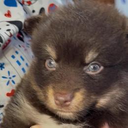 Flint - Chocolate male Pomsky puppy in Spring Hill, Florida from PDQ Pomskies