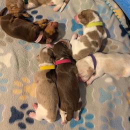 Dachshund Puppies from Hot Diggity Dachshunds