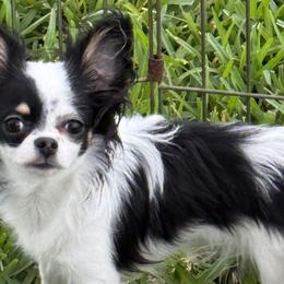 Chihuahuas, Cockapoos, Cocker Spaniels, and Poodles from Camic Cockapoos