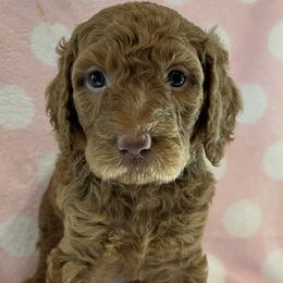 Nyla (Grey) - Red  Poodle puppy in Baton Rouge, Louisiana from Honeybun Poodles