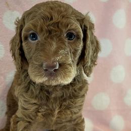Nyla (Grey) - Red  Poodle puppy in Baton Rouge, Louisiana from Honeybun Poodles