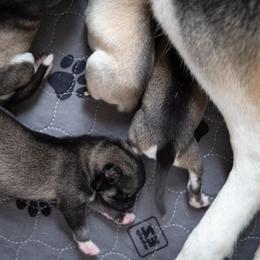 Siberian Husky Puppies from Ivie Huskies