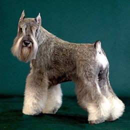 Miniature Schnauzer All Grown Up from Tivoli Miniature Schnauzers