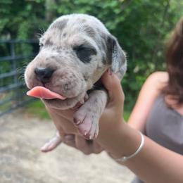 Helo - Merle male Great Dane puppy in Marlow, New Hampshire from Fox Hill Danes