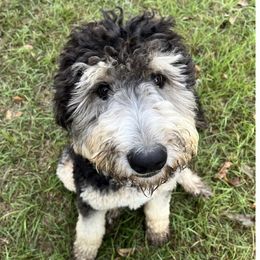 Stella - Bernedoodle