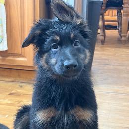 Red - Black and tan female German Shepherd puppy in Fort Wayne, Indiana from AA Kennel