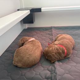 Visenya - Apricot female Goldendoodle puppy in Richmond, Texas from Harper’s Heartbeats