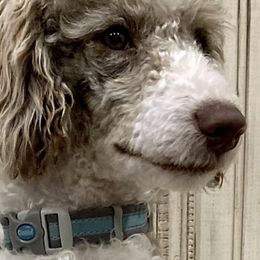 Aussiedoodles, Bernedoodles, and Goldendoodles from Gunstock Doodles