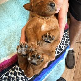 Lady - Red  female Poodle puppy in Bakersfield, California from Jewells Poodles