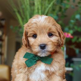 Striker - Red male Cavapoo puppy in Salado, Texas from Red Ranch Dogs