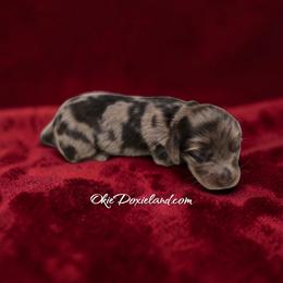 Nelson - Chocolate and tan male Dachshund puppy in Oklahoma City, Oklahoma from OkieDoxieland Dachshunds