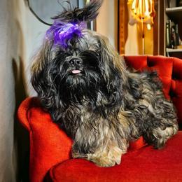 Ava - Shih Tzu